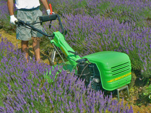 Motocoltivatore nel filare della lavanda | Casorzo Macchine Agricole